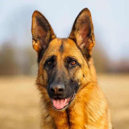 In Tribunj Near Seafront And Beaches * Tribalj