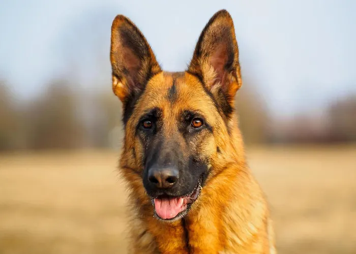 In Tribunj Near Seafront And Beaches * Tribalj